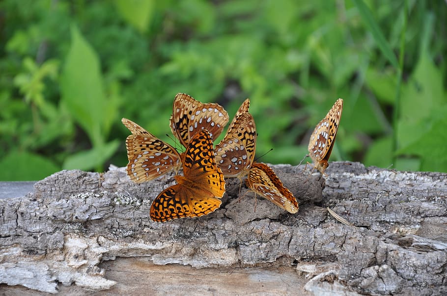 butterflys, log, grass, animal wildlife, animals in the wild HD wallpaper