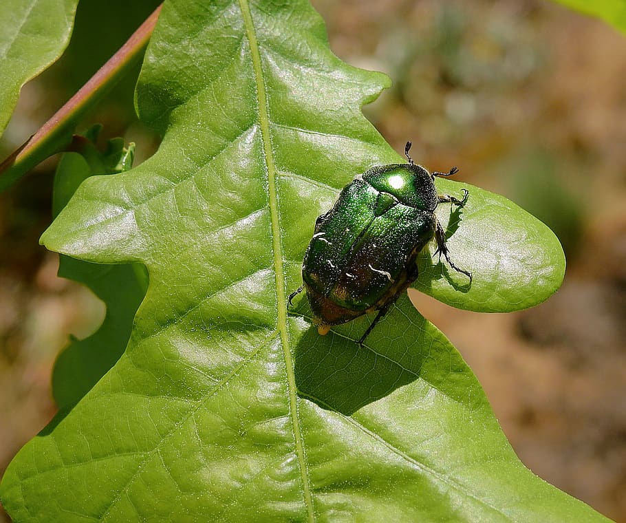 insect, green beetle, nature, worm, one animal, animal themes HD wallpaper