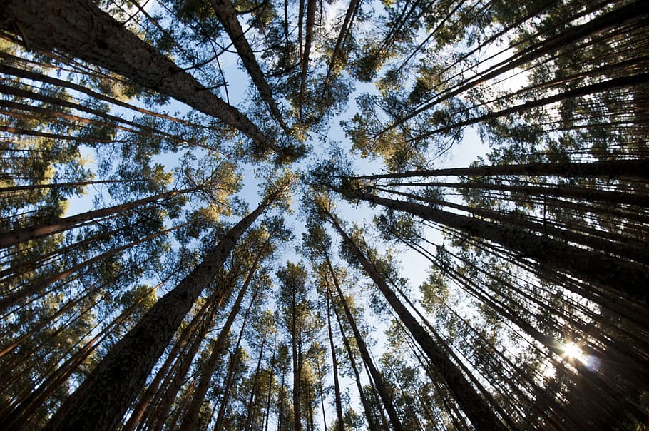 Trees, Woods, Forest, Nature, Landscape, summer, green, natural HD wallpaper