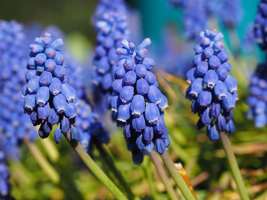 blossom, bloom, flower, blue, muscari, common grape hyacinth, HD wallpaper