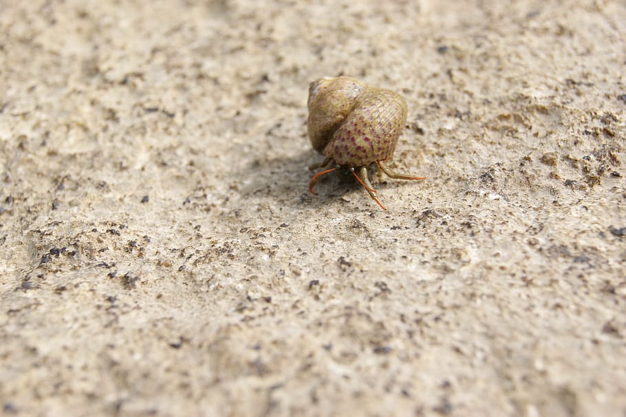 hermit crab, shell, snail, sea, nature, animals, water, mediterranean HD wallpaper