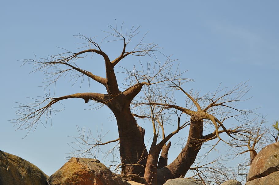Baobab, Tree, Africa, bare tree, nature, scenics, day, outdoors HD wallpaper