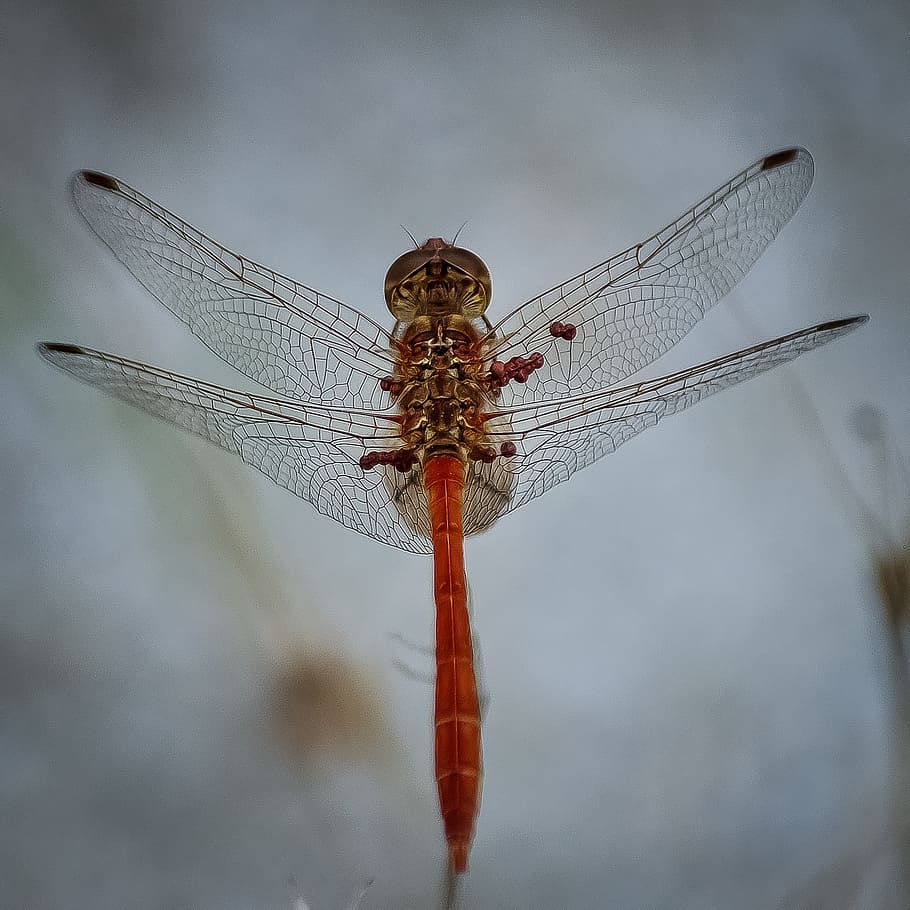 dragonfly, insect, bug, animal, nature, wings, isolated, wildlife HD wallpaper