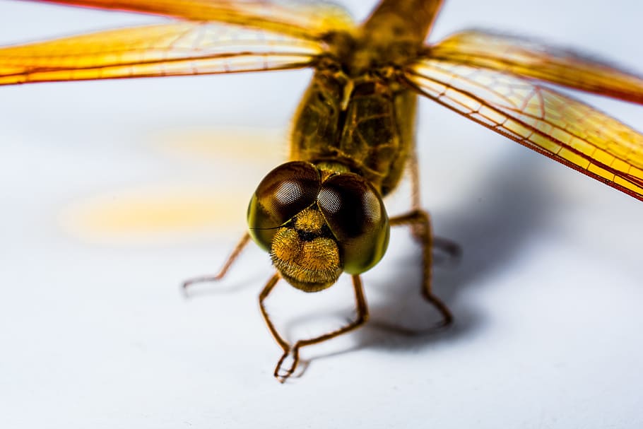 Dragonfly, Insect, Yellow, Close, Chitin, wing, one animal HD wallpaper