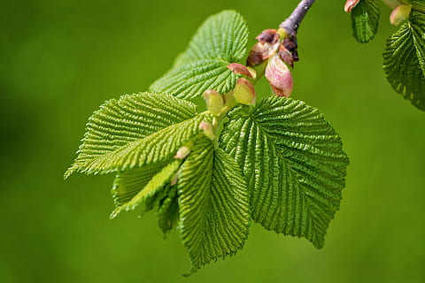 close-up photography of green leaf plant, branch, engine, leaves HD wallpaper