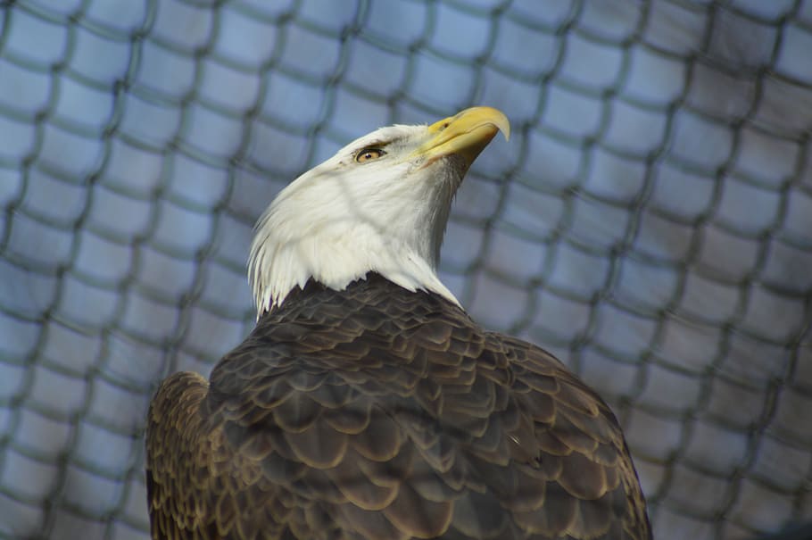 Bald Eagle, Bird, Nature, wildlife, raptor, predator, symbol HD wallpaper