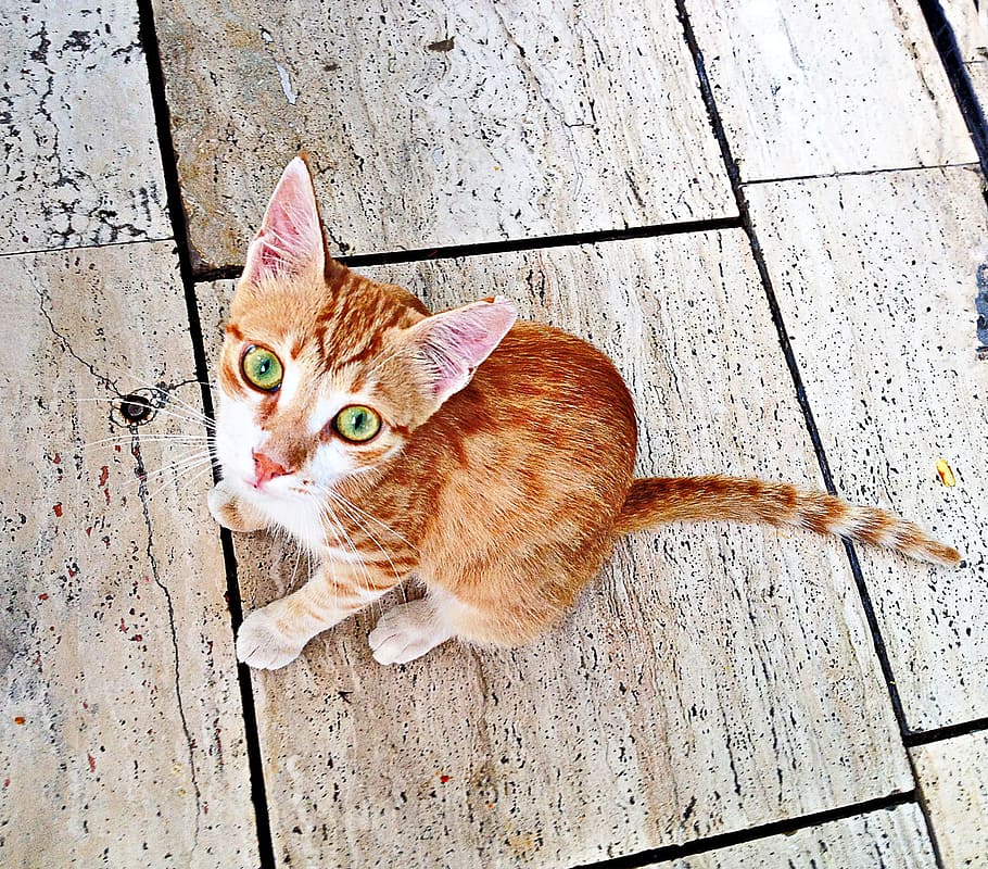 Cat, Eyes, Lauer, Position, Attention, lauer position, yellow eyes HD wallpaper