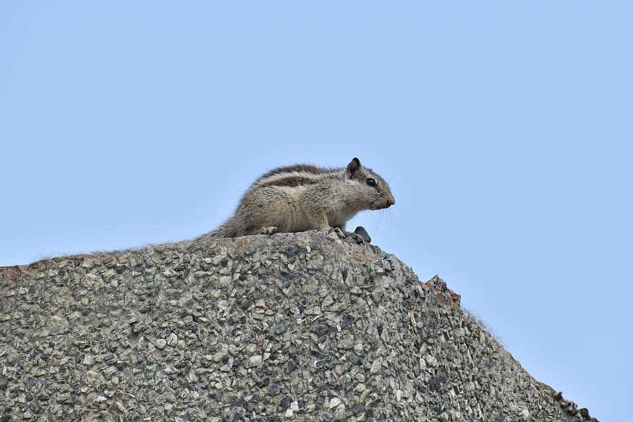 squirrel, animal, rodent, staring, animal themes, animal wildlife HD wallpaper