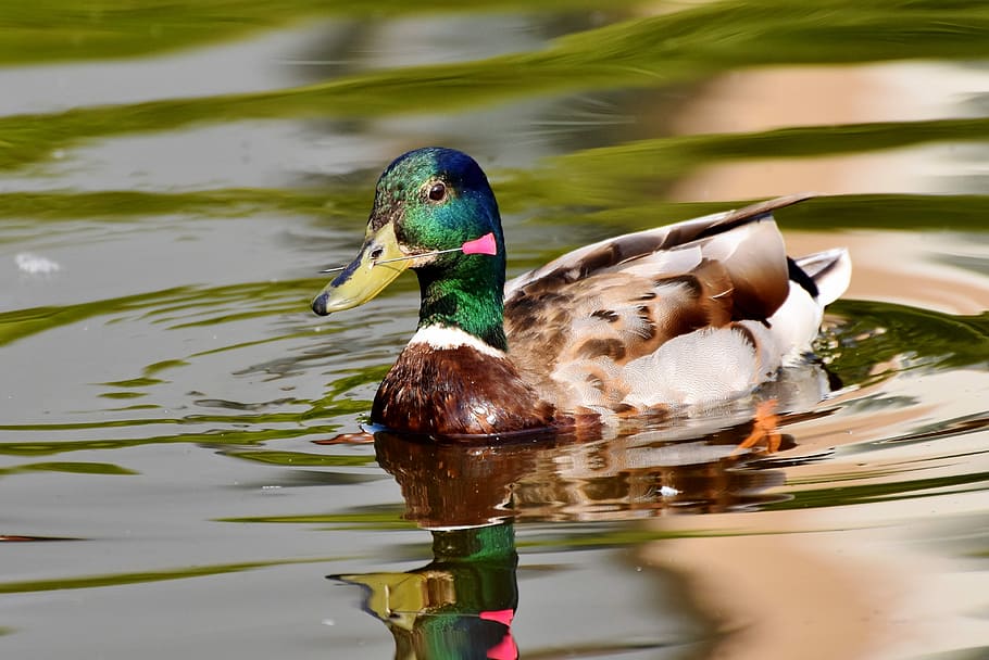 male mallard duck on body of water during daytime, cruelty to animals, HD wallpaper