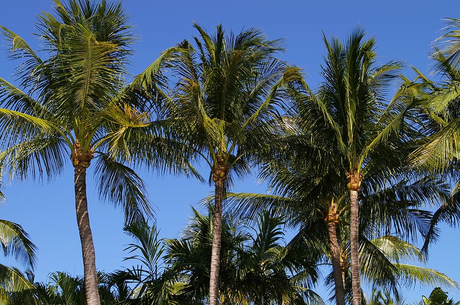 Sky, Palm Trees, Nature, tropical climate, low angle view, blue HD wallpaper