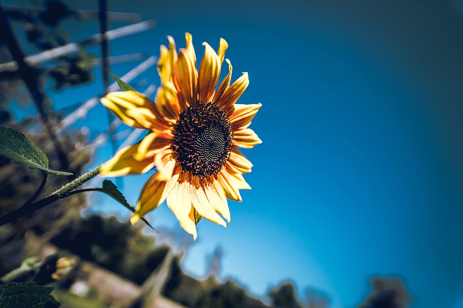 Tilt Shift Photography of Sunflower, bloom, blooming, blossom HD wallpaper