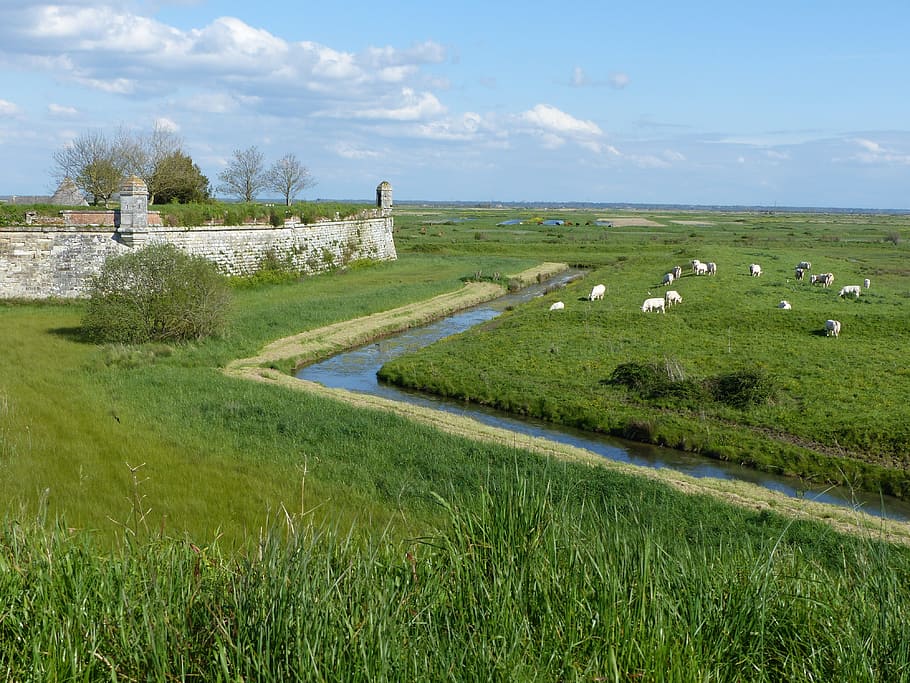 channel, ramparts, cattle, fortifications, pierre, france, architecture, HD wallpaper