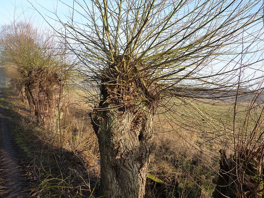 graze, pasture, tree, braid, branches, salix, plant, tranquility HD wallpaper