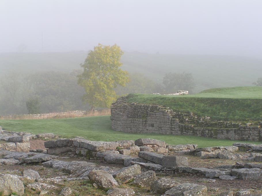 hadrian's wall, mist, atmospheric, roman fort, fog, tree, plant