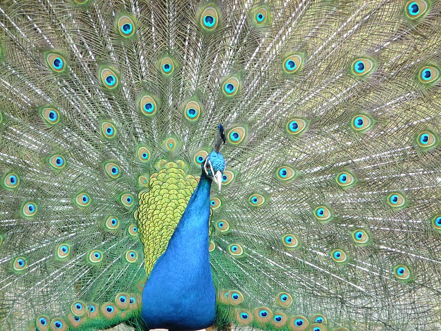 peacock, pet, birds, peacock feather, animal themes, one animal HD wallpaper