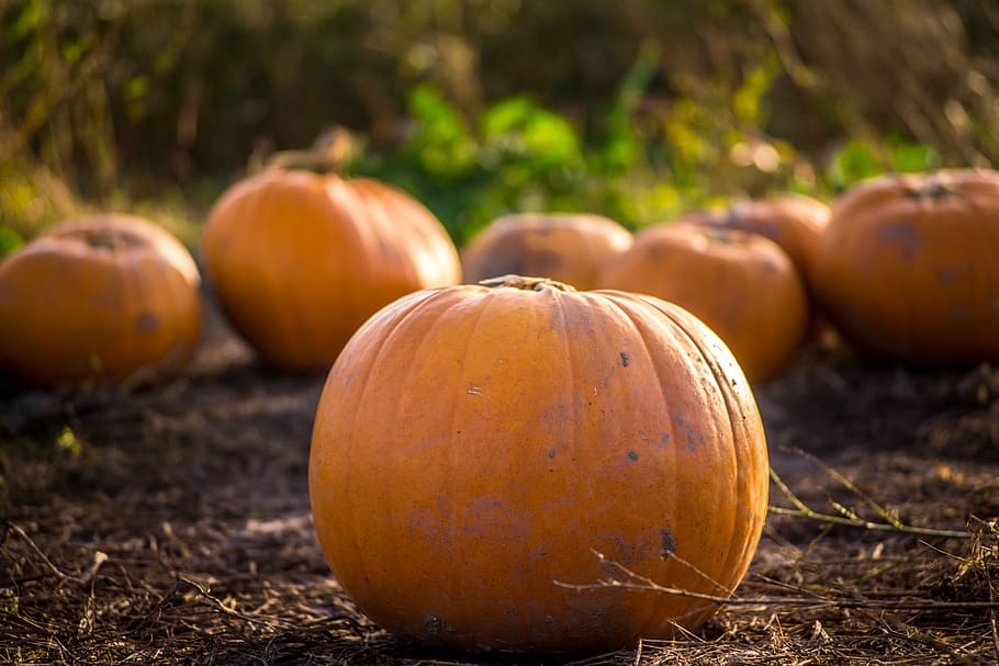 Field Of Pumpkins, selective focus photography of pumpkin, pumpkin patch HD wallpaper