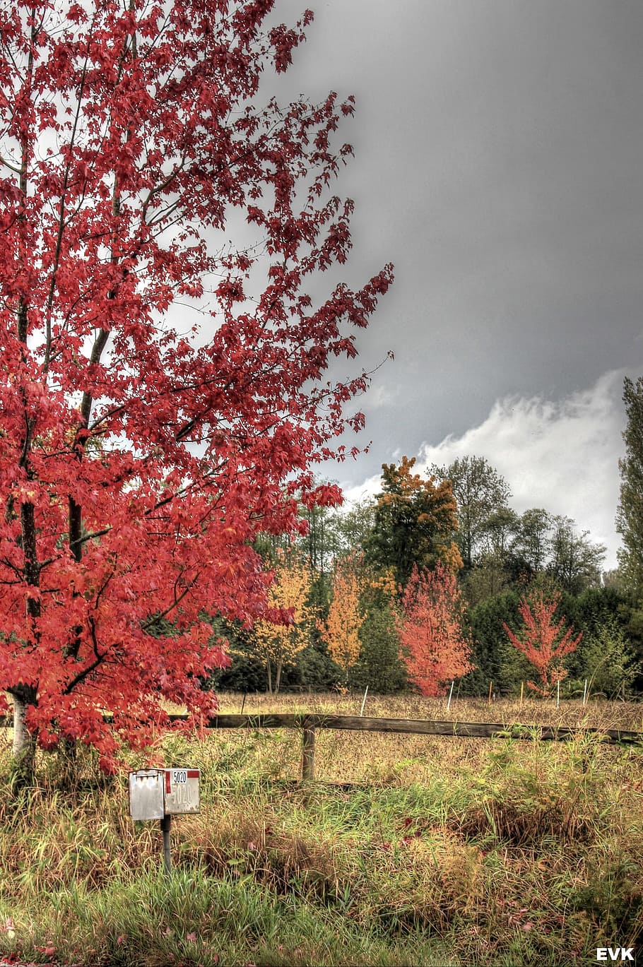 Mailbox, Trees, Sky, Landscape, Scenery, natural, outdoor, environment HD wallpaper