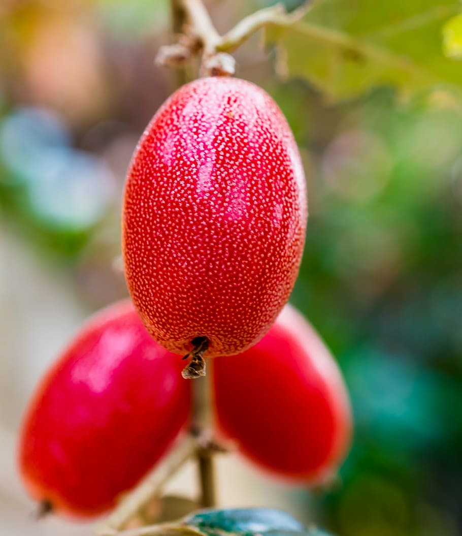berries, fruit, red, close-up, focus on foreground, food, food and drink HD wallpaper