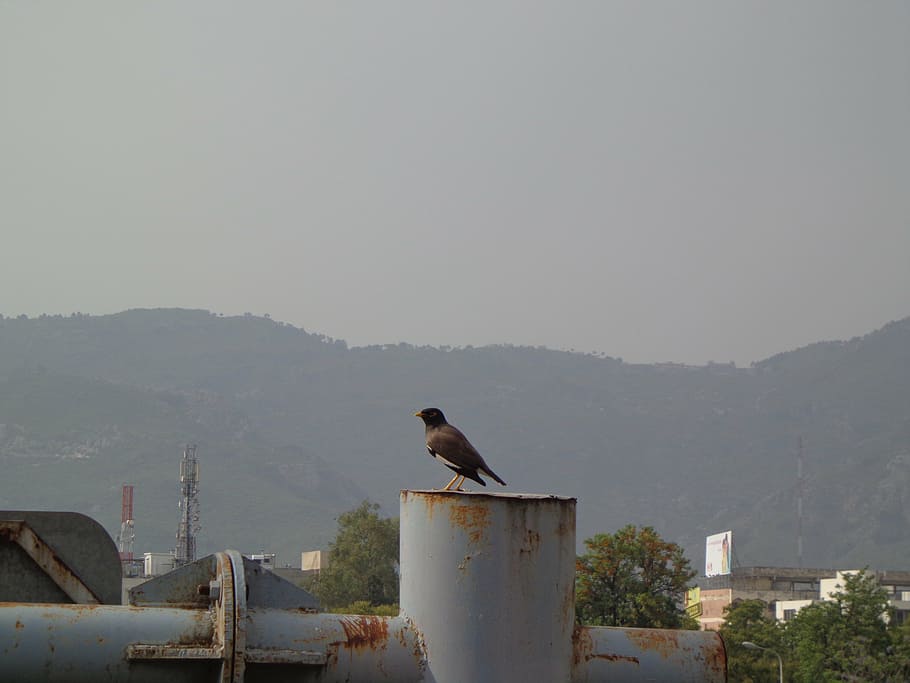 bird, black bird, crow, animal themes, animal wildlife, vertebrate HD wallpaper
