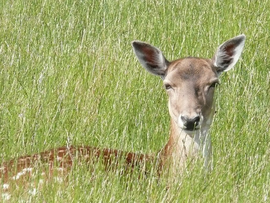 roe deer, grass, fallow deer, attention, ears, animal world HD wallpaper