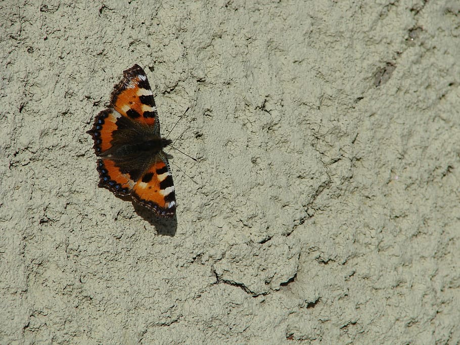 Butterfly, Masonry, Insect, the insect, one animal, animal themes HD wallpaper