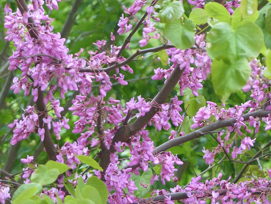 flower, tree, flower tree, nature, spring, flowering tree, garden HD wallpaper