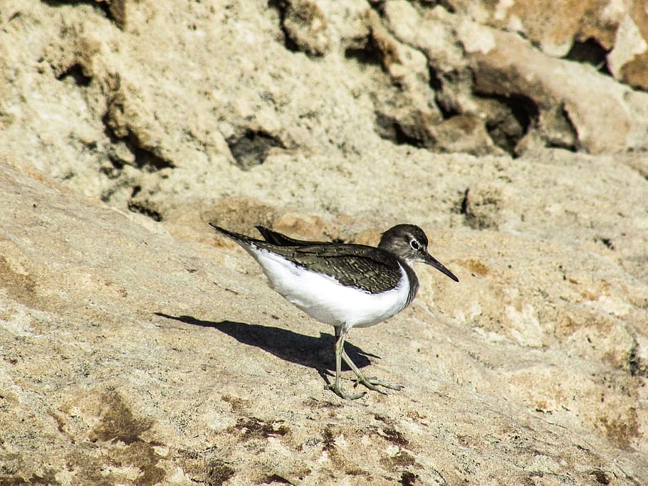 stint, seabird, migratory, nature, wild, fauna, ecosystem, animal HD wallpaper