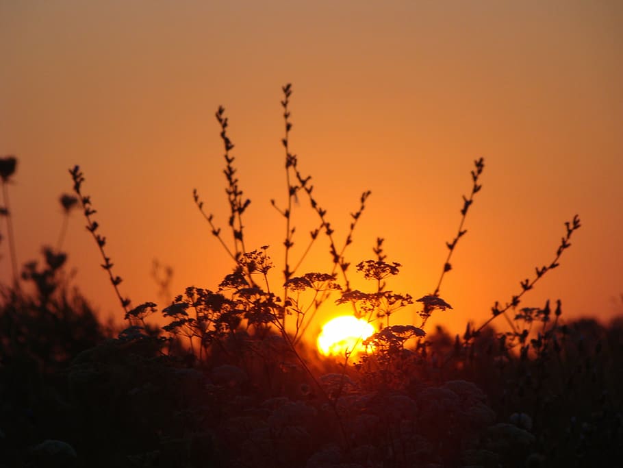 dawn, sun, field, plants, sunset, sky, orange color, beauty in nature HD wallpaper