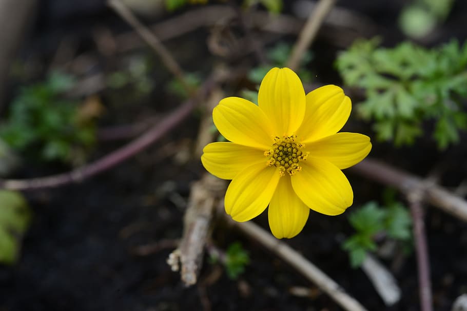 flower, spring, marguerite, bloom, plant, white, yellow, petals HD wallpaper