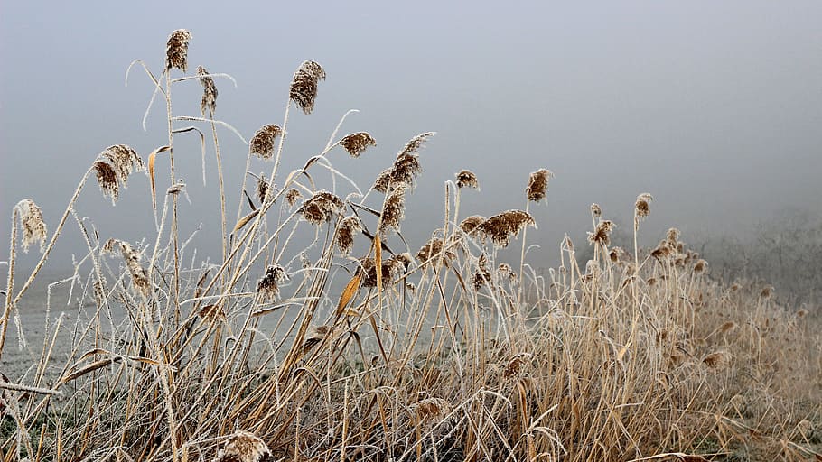 nature, summer, field, grass, plant, cold, fog, frost, growth HD wallpaper