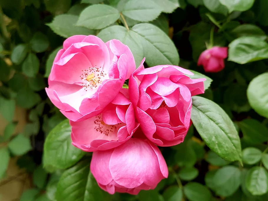 rose, pink, nature, plant, petal, pink Color, flower, leaf HD wallpaper