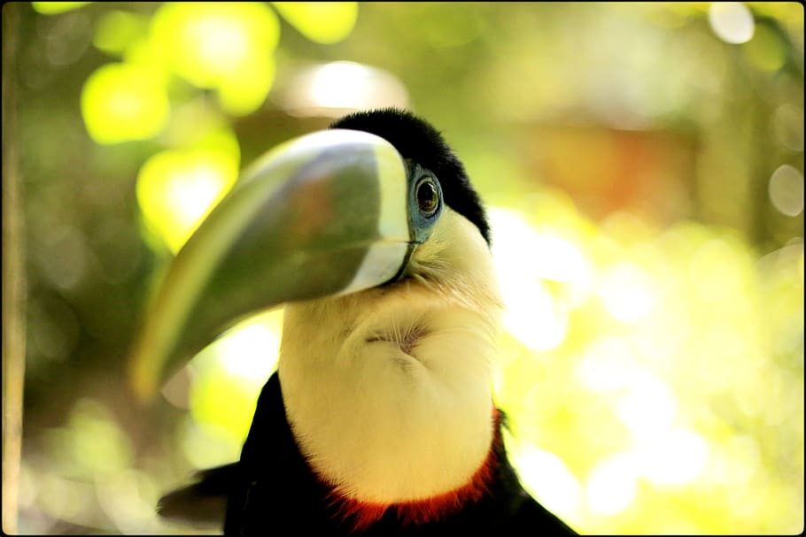 toucan, bird, ave, animal themes, vertebrate, one animal, animal wildlife HD wallpaper