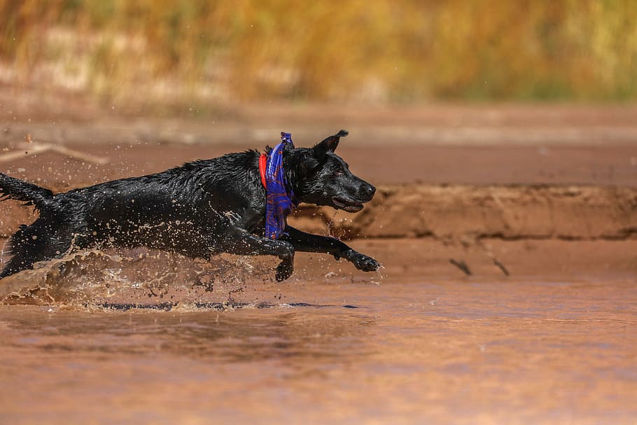 black dog running on mud during daytime, adult black German shepherd running in body of water, HD wallpaper