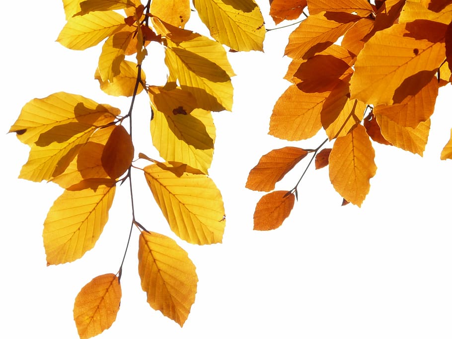 withered ovate leaves, beech, fagus sylvatica, deciduous tree, HD wallpaper