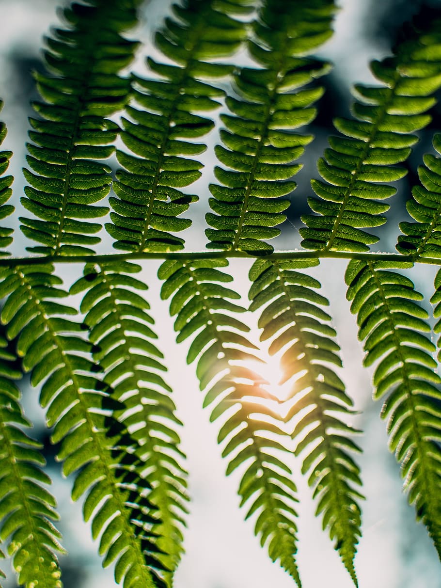 green, leaf, flare, light, sunlight, sunny, fresh, bright, nature HD wallpaper
