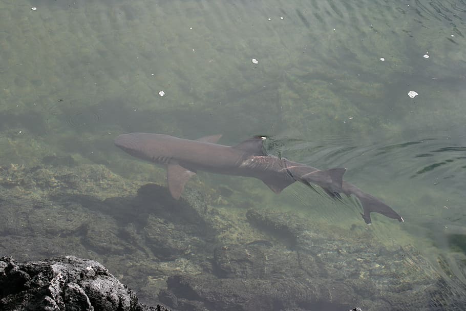 shark, small, galapagos, animal, nature, sea, wildlife, water HD wallpaper