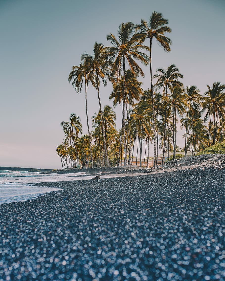 trees near coastline, coconut trees near on seashore, palm tree HD wallpaper