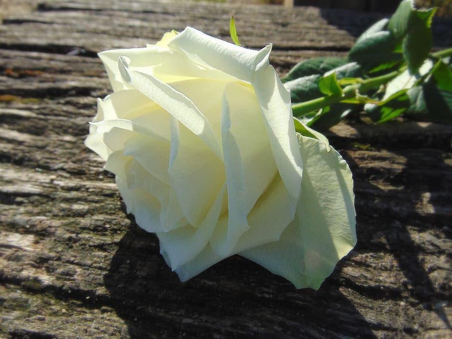 White, Blossom, Bloom, Nature, rose, leaves, summer, flower HD wallpaper