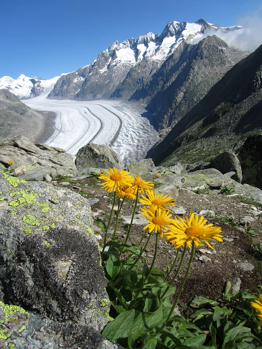 Flower, Glacier, Mountains, mountain range, mountain peak, nature HD wallpaper
