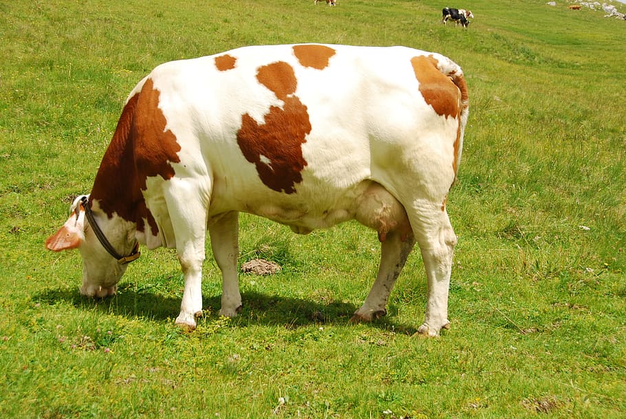 cow, pasture, grass, prato, mountain, trentino, dolomites, animals, HD wallpaper