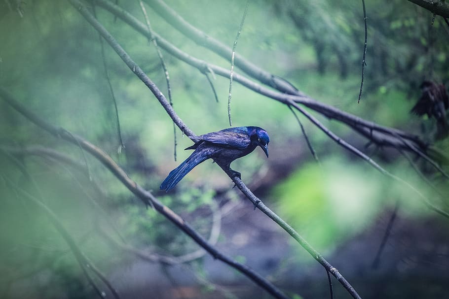 bird, green, trees, branches, nature, forest, animal wildlife HD wallpaper