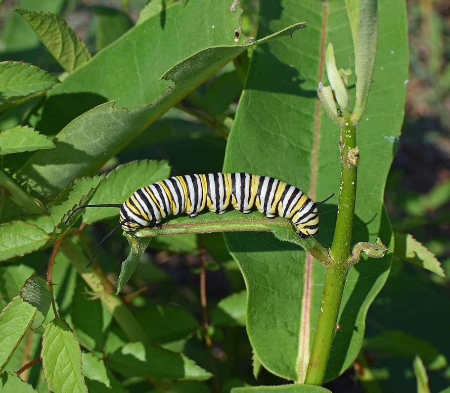 monarch butterfly caterpillar, larva, worm, insect, animal, HD wallpaper