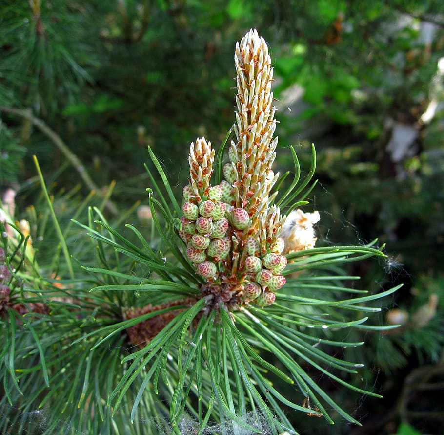 pine, foliation, needles, conifer, green, nature, plant, growth HD wallpaper