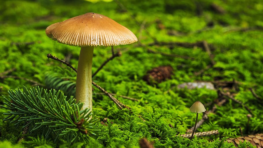 close-up photo of brown mushroom, forest, autumn, mushroom picking