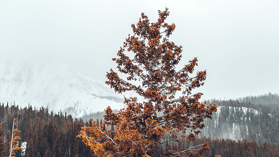 orange leafed tree in middle of forest during daytime, orange leafed tree near forest HD wallpaper