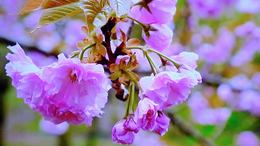tree, blooming, flower, pink, branches, priroda, flowering HD wallpaper
