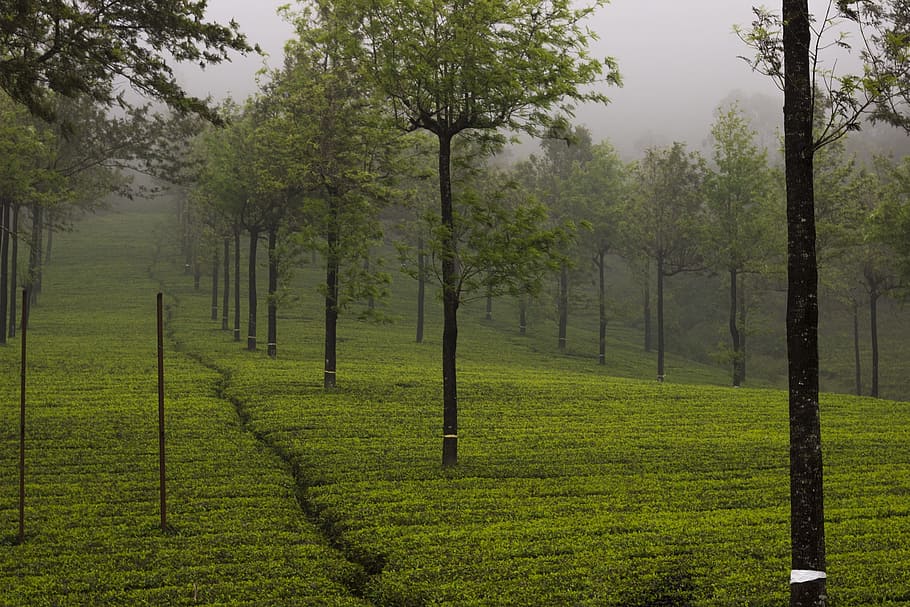 green leafed trees with fogs, Tea Garden, Munnar, India, drink