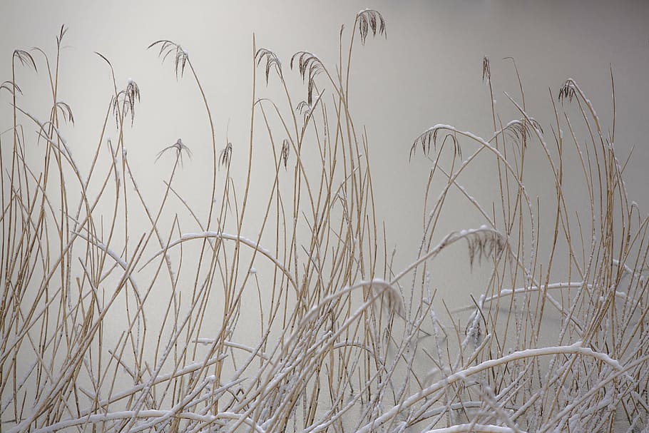 brown grass with mist in closeup photography, reed, ice, cold HD wallpaper