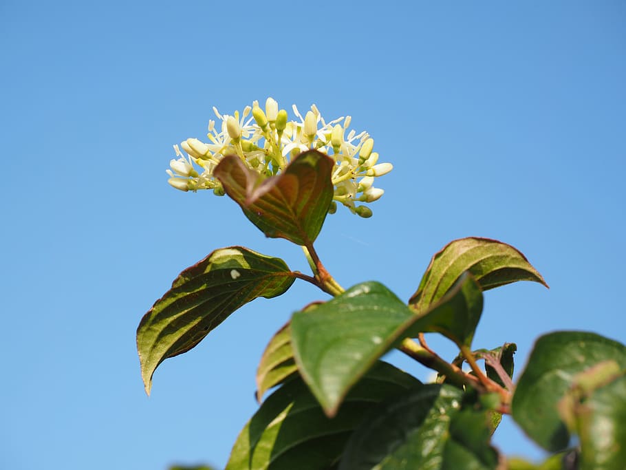 Red, Dogwood, Blossom, Bloom, White, red dogwood, leaves, berries, HD wallpaper