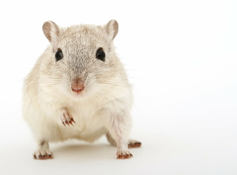 grey and white hamster in white background, animal, attractive